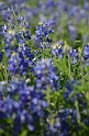 Kids_BlueBonnets_2012 (102)